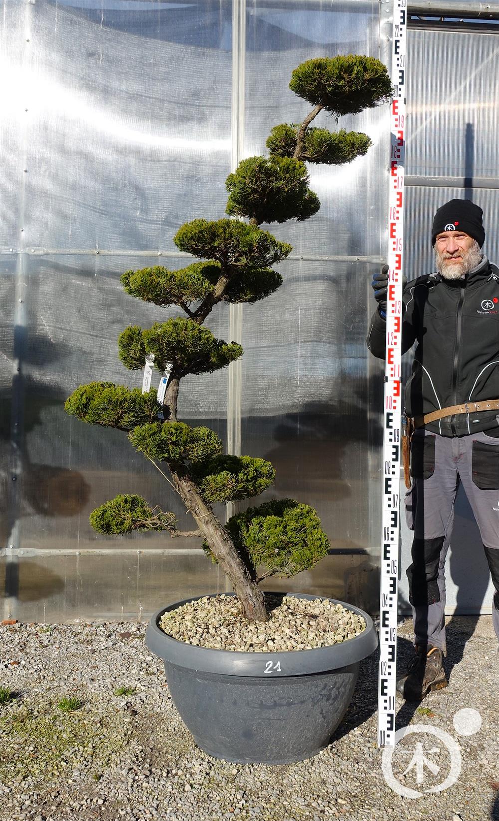 Juniperus chinensis Bonsai