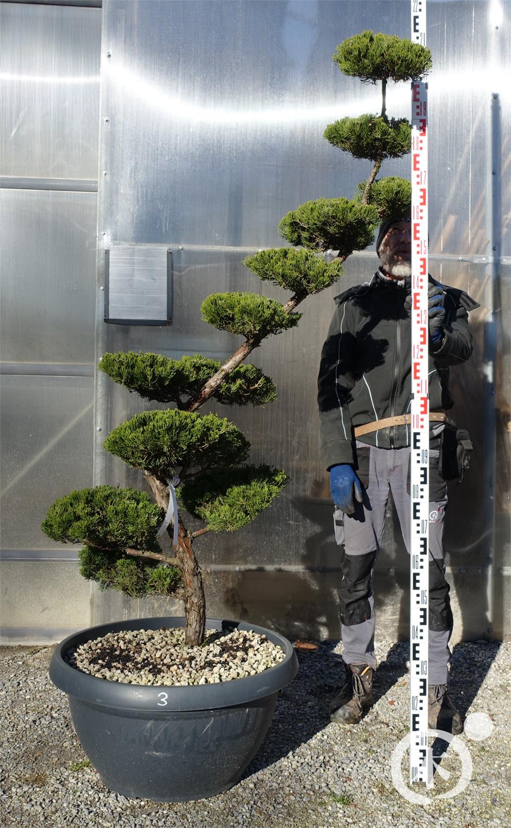 Juniperus chinensis Bonsai