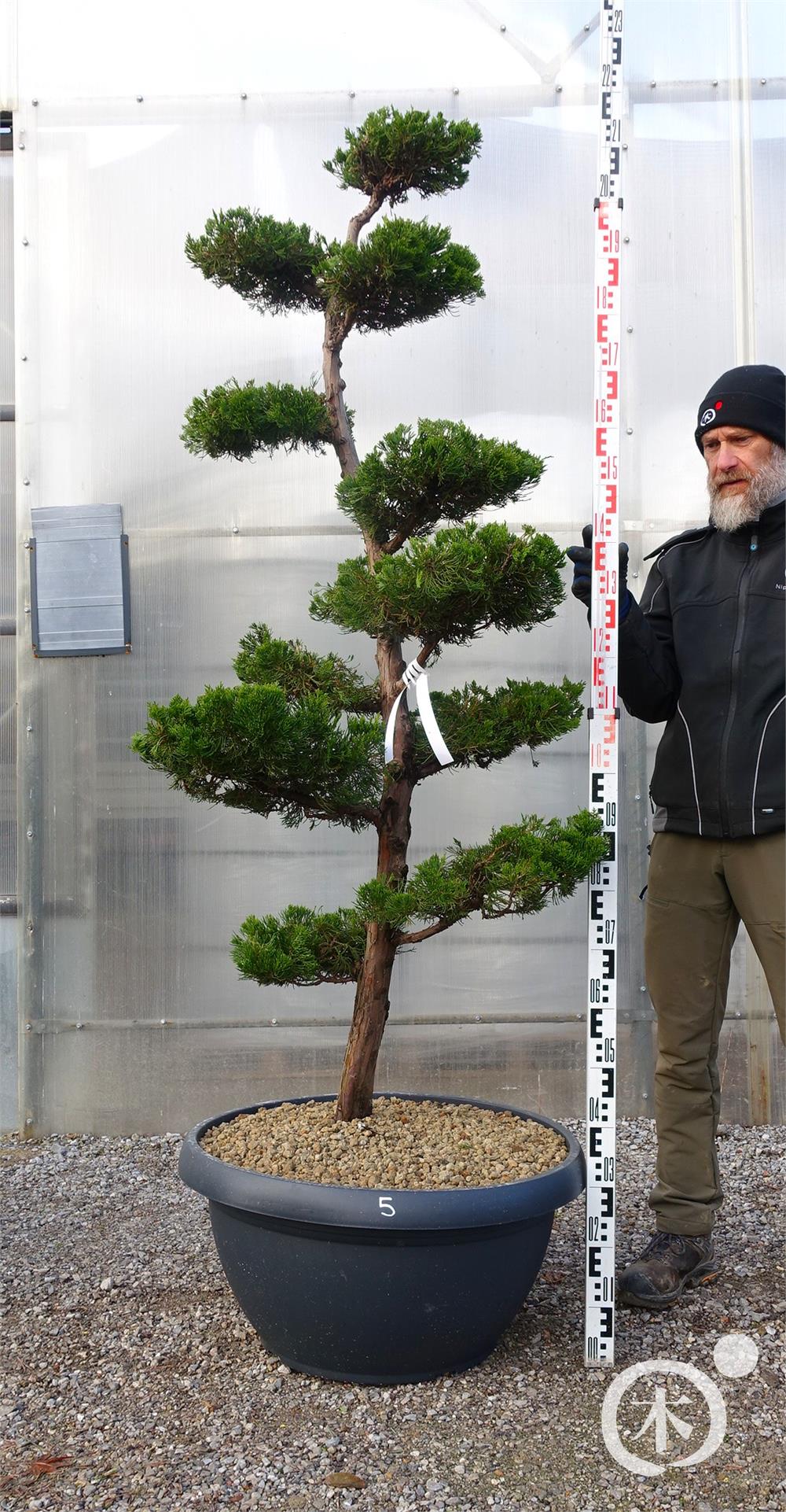 Juniperus chinensis Bonsai