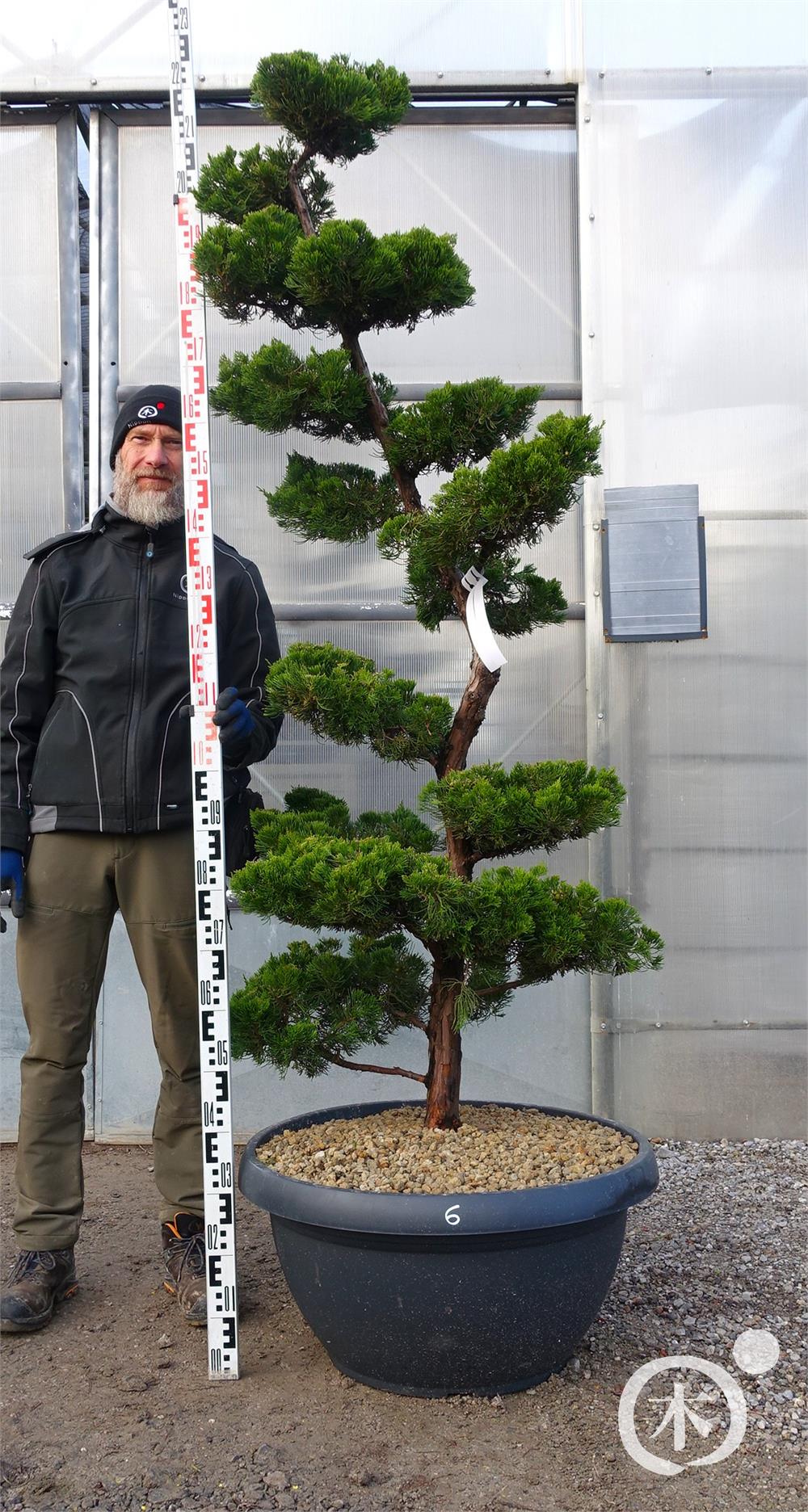 Juniperus chinensis Bonsai