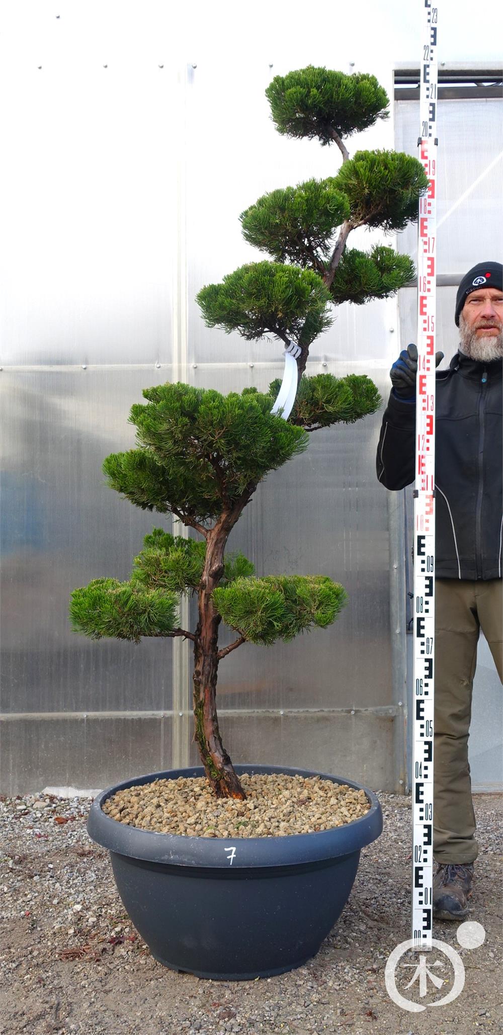 Juniperus chinensis Bonsai