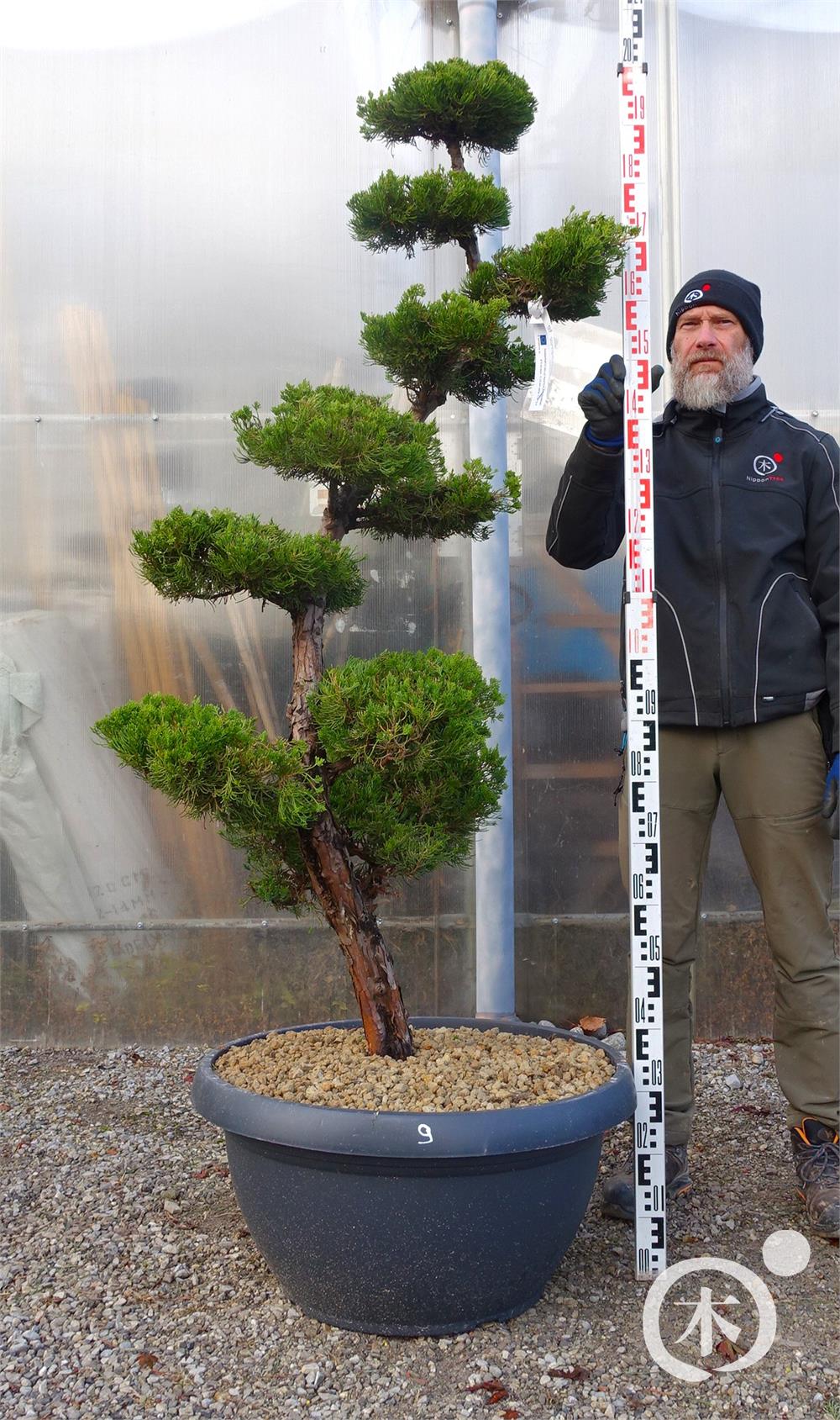 Juniperus chinensis Bonsai