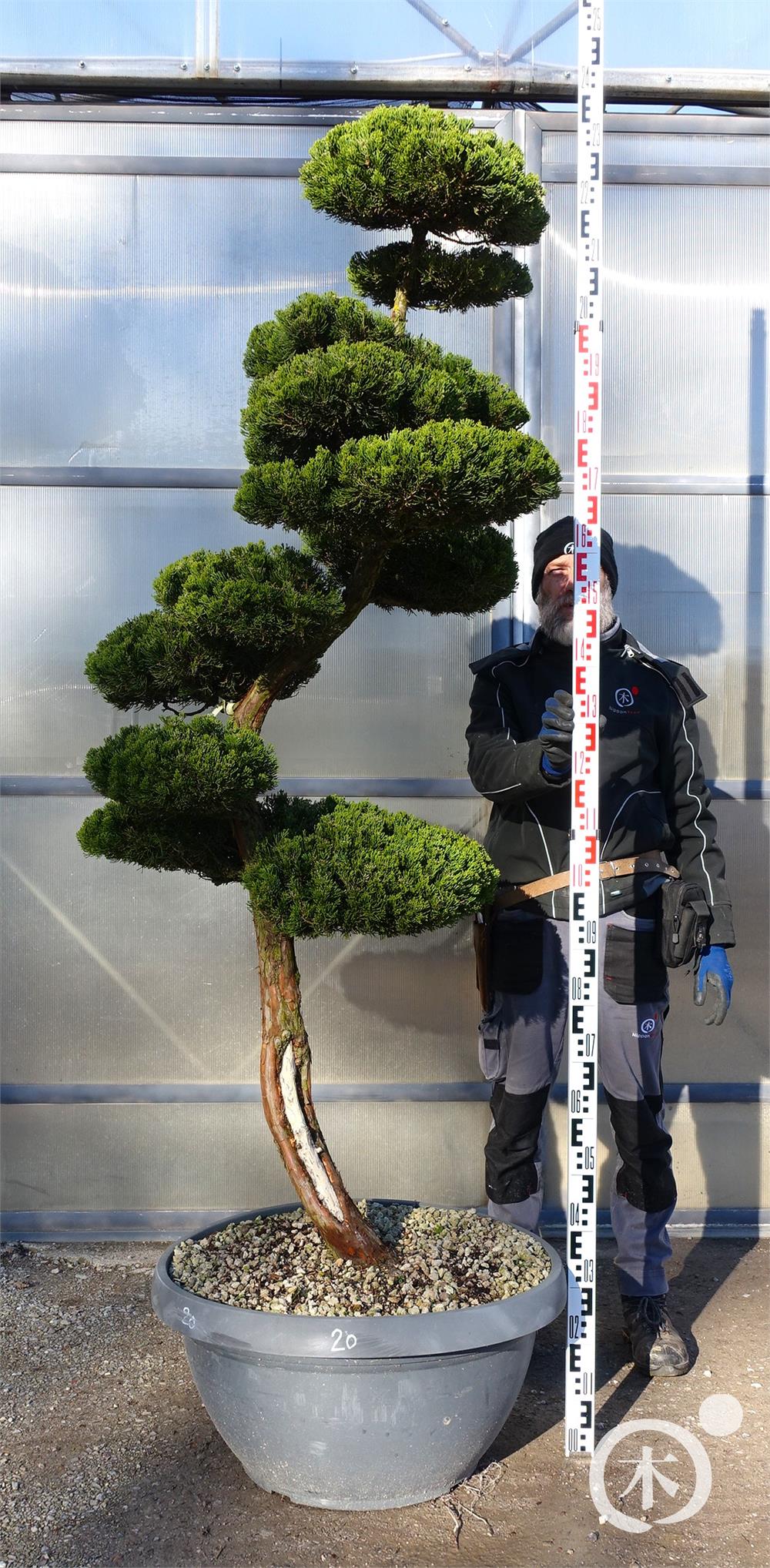 Juniperus chinensis Bonsai