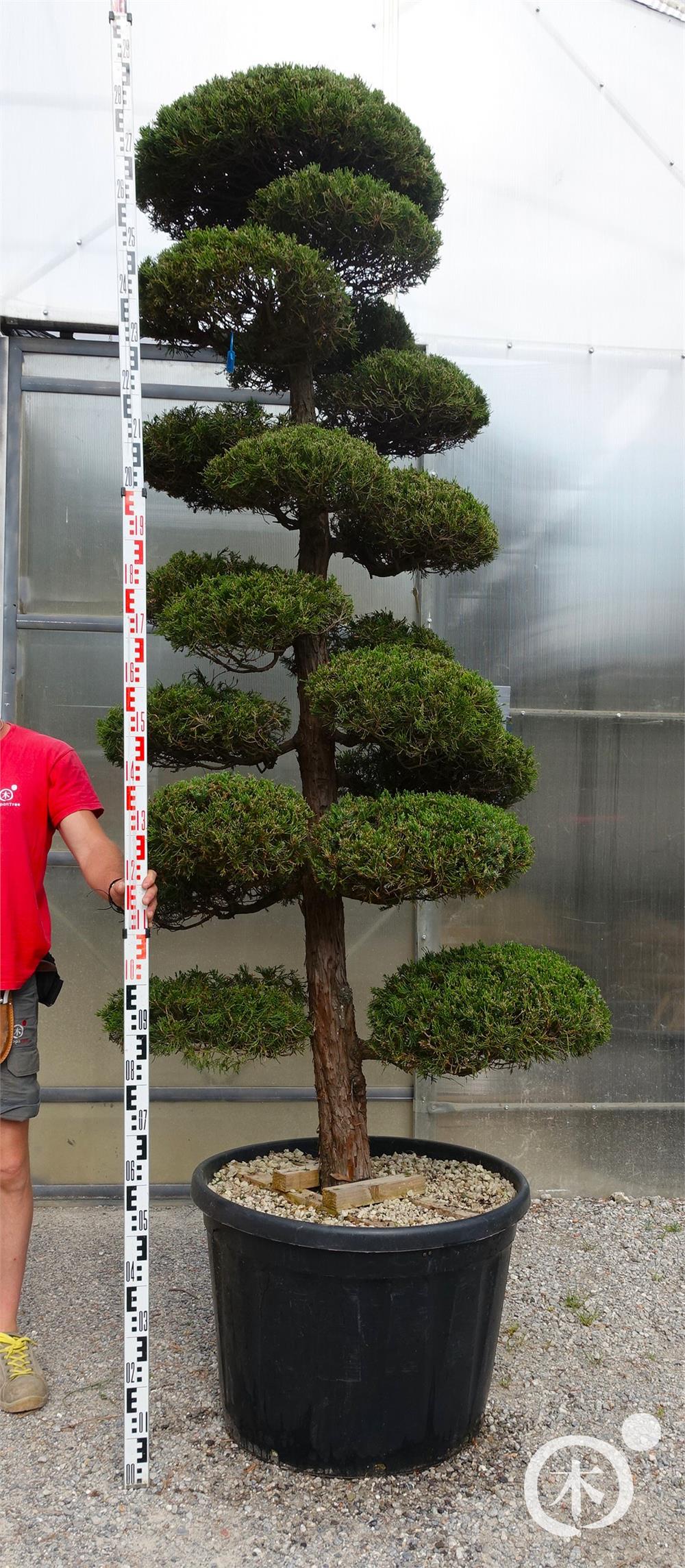 Juniperus chinensis Bonsai