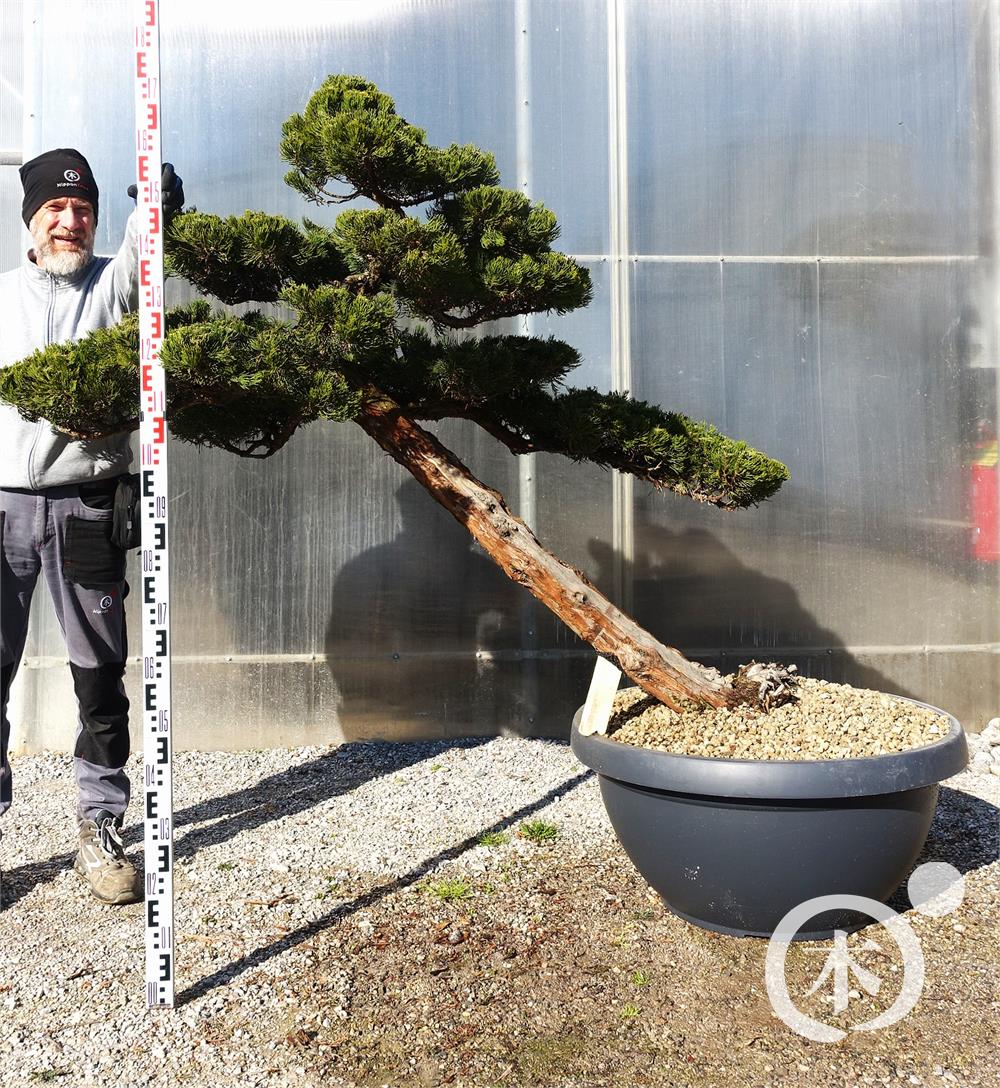 Juniperus chinensis Bonsai
