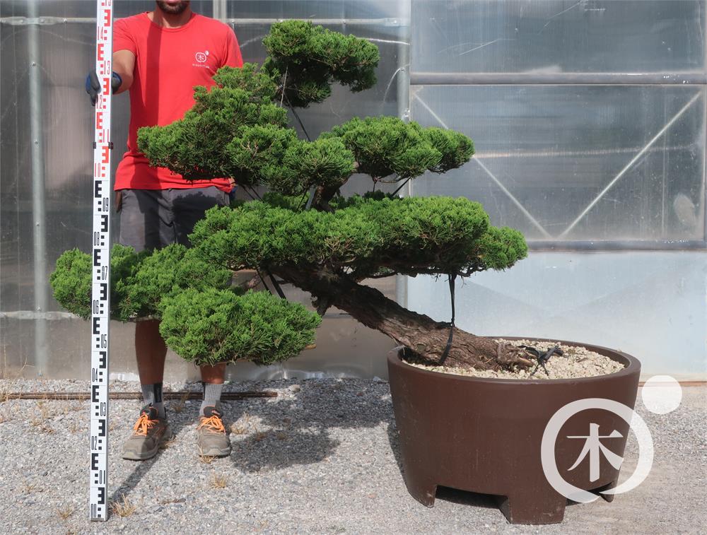 Juniperus chinensis Bonsai