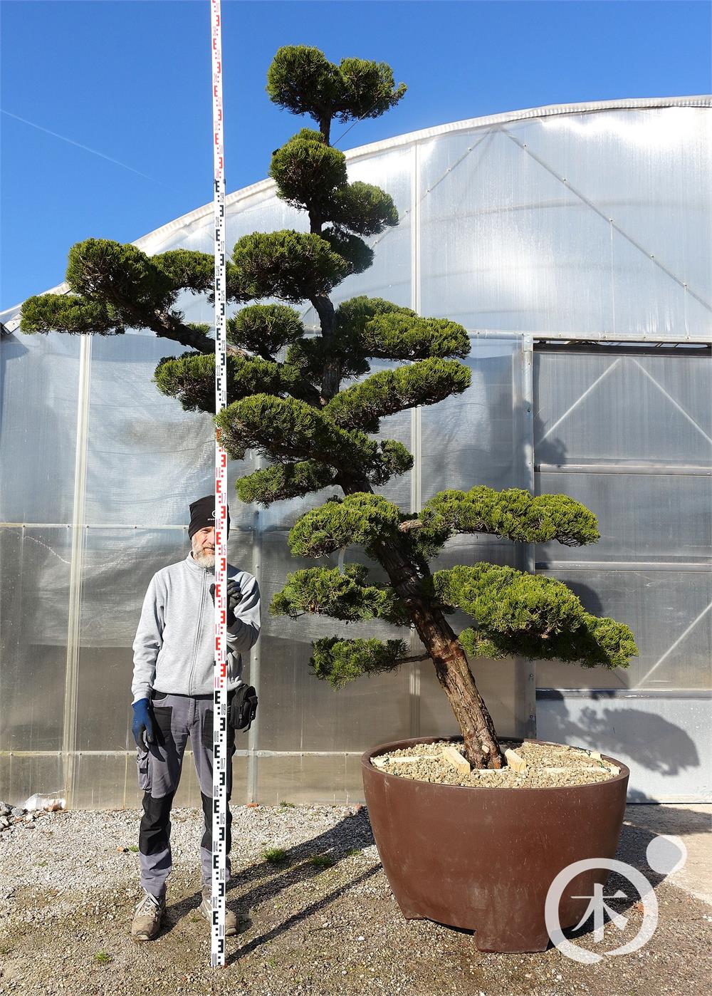 Juniperus chinensis Bonsai