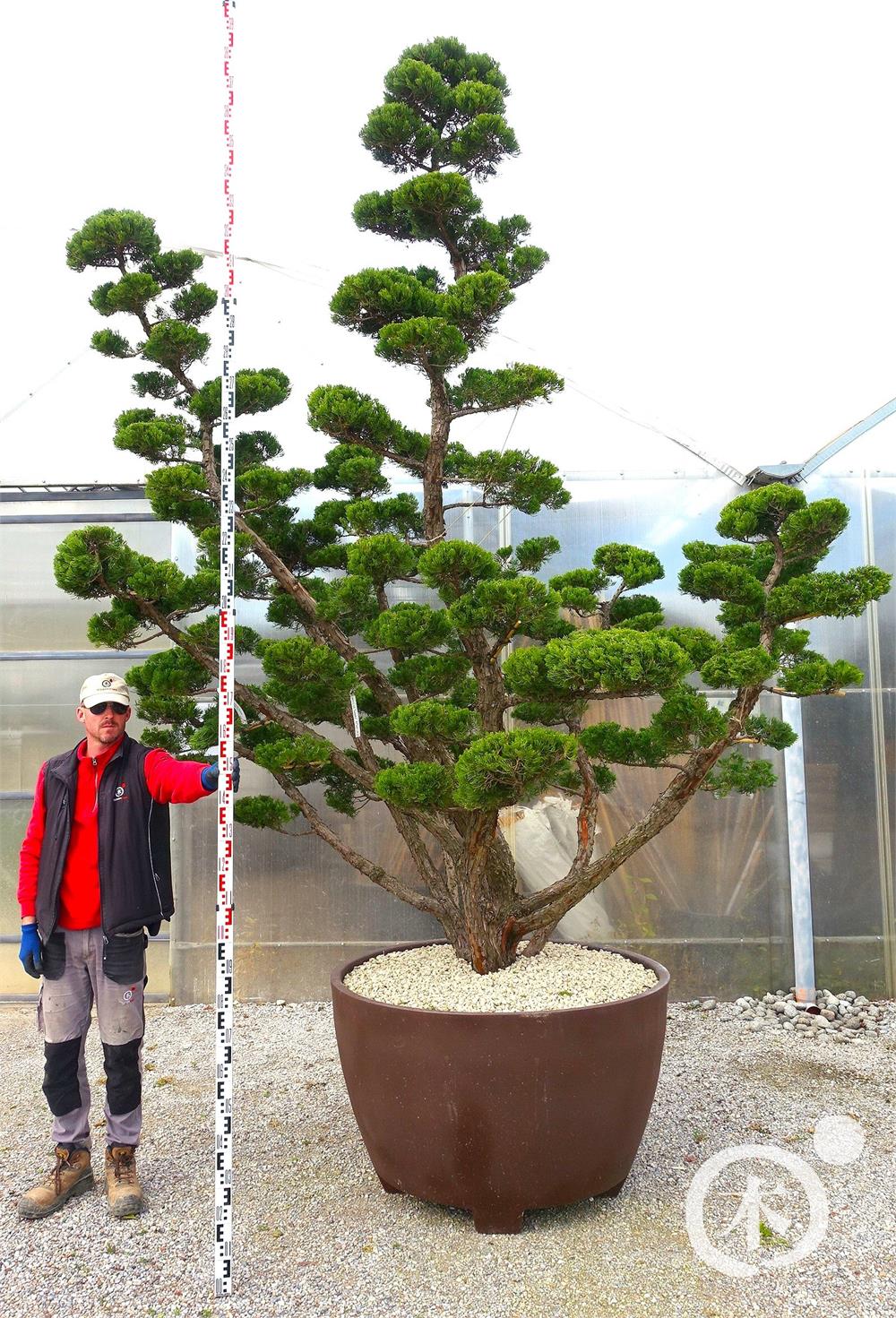 Juniperus chinensis Bonsai