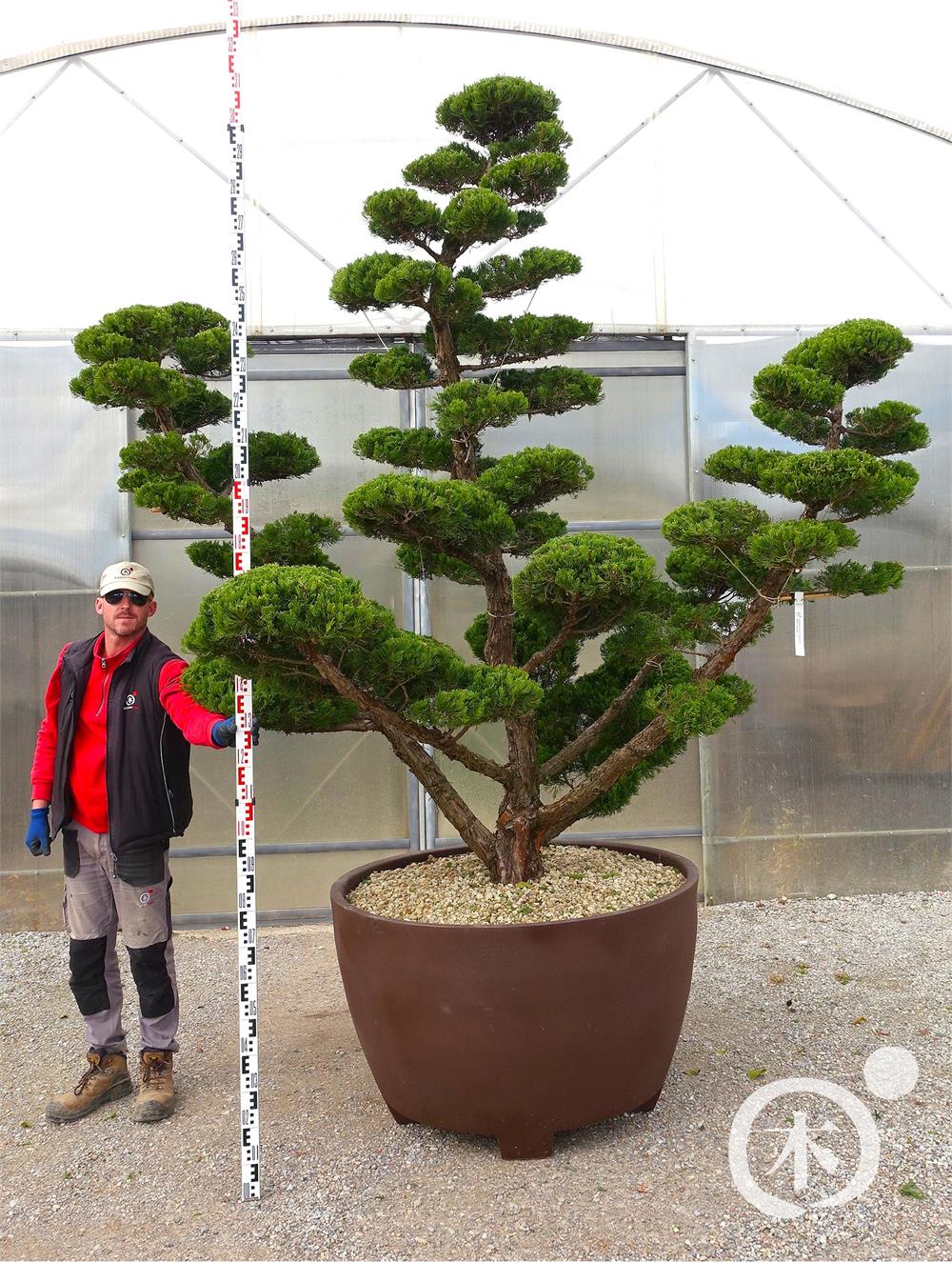 Juniperus chinensis Bonsai