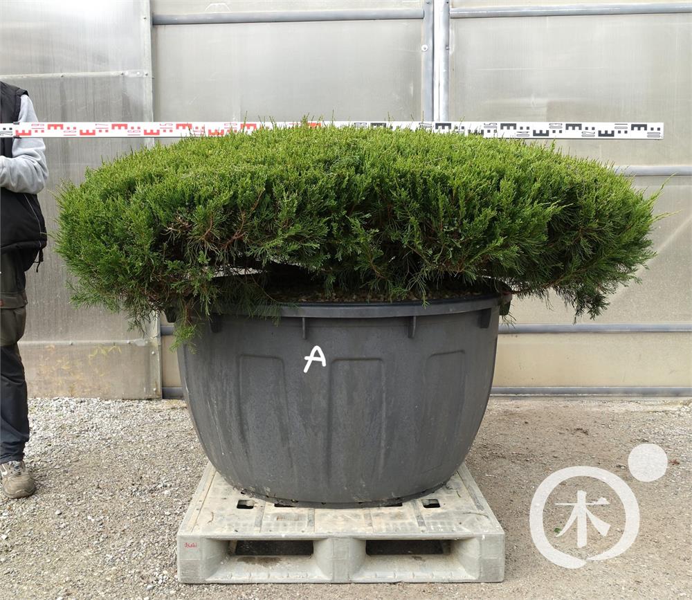 Juniperus chinensis Bonsai