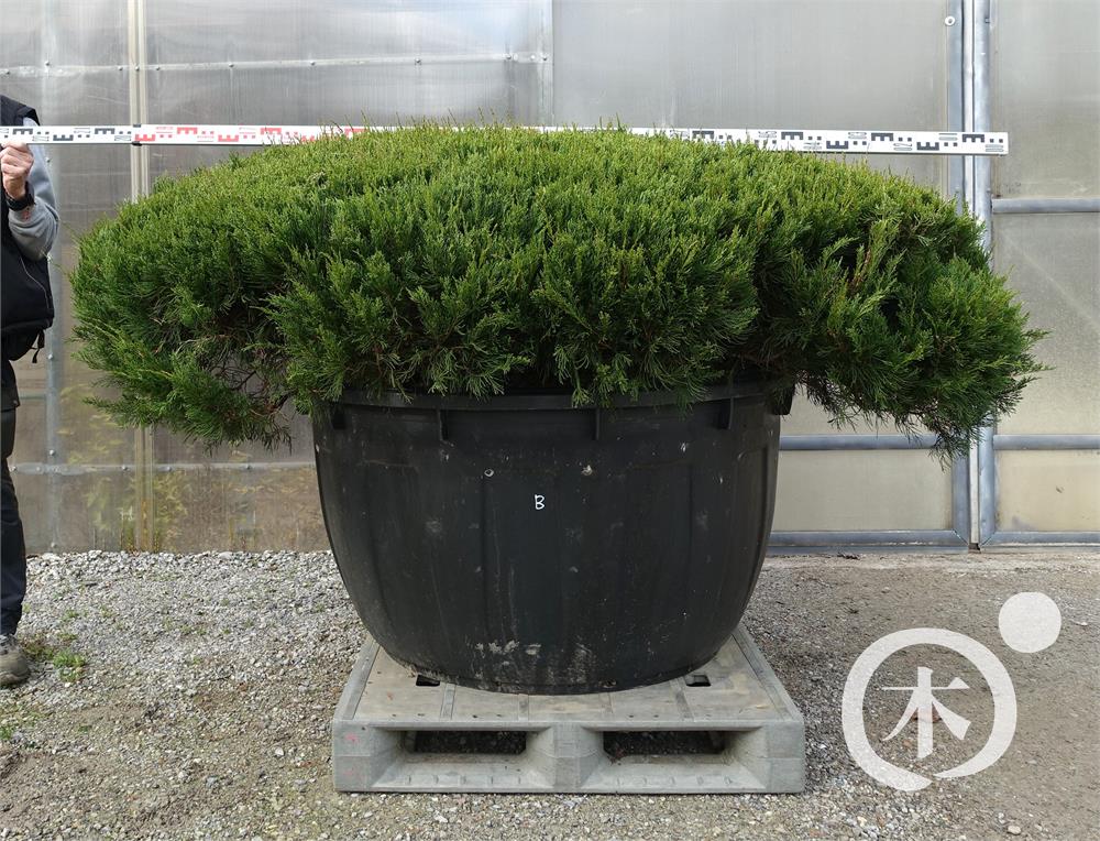 Juniperus chinensis Bonsai