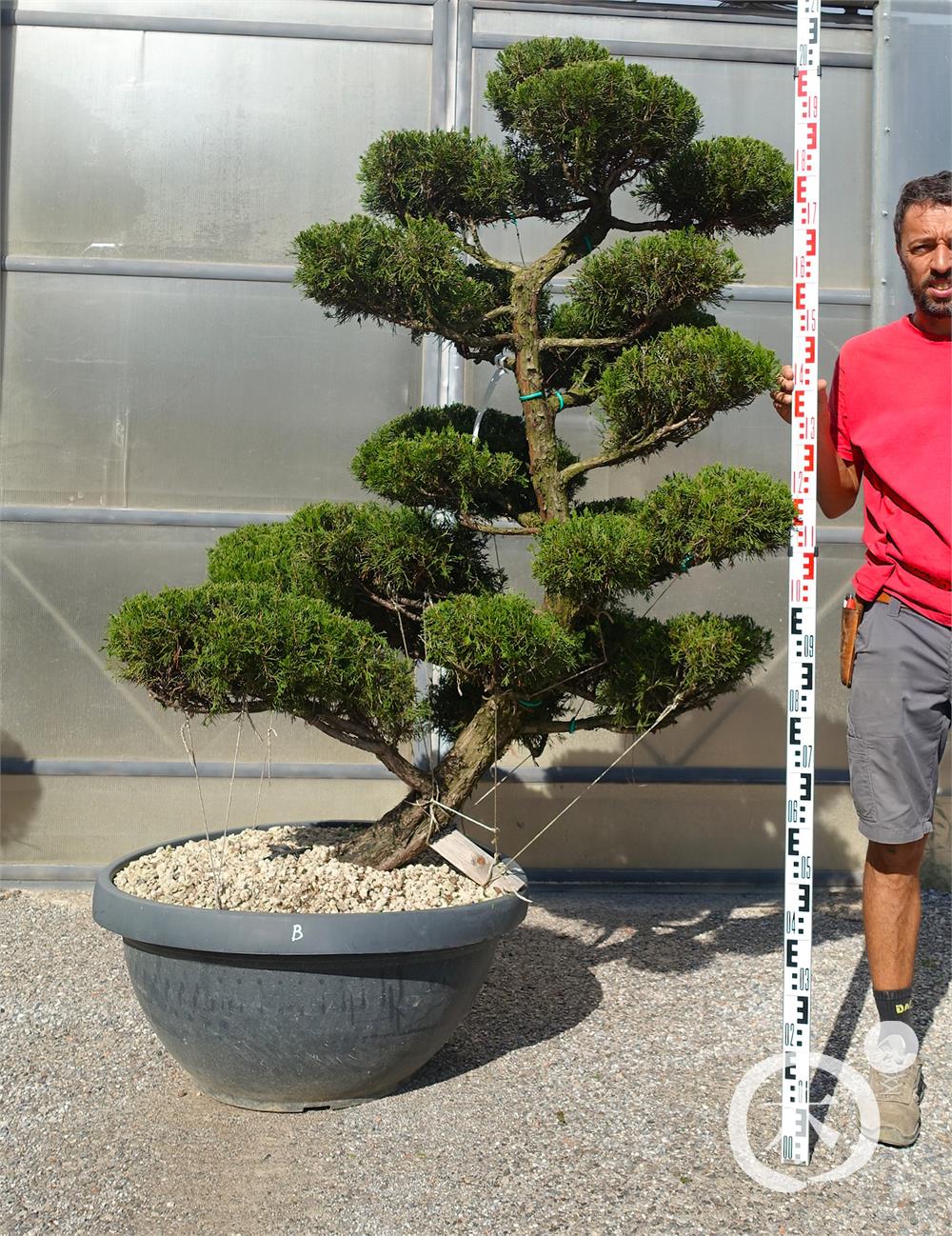 Juniperus chinensis Bonsai