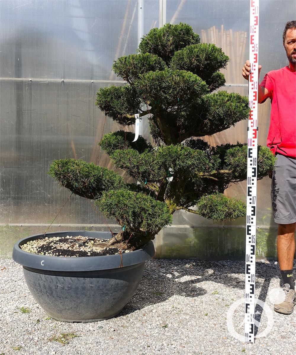 Juniperus chinensis Bonsai