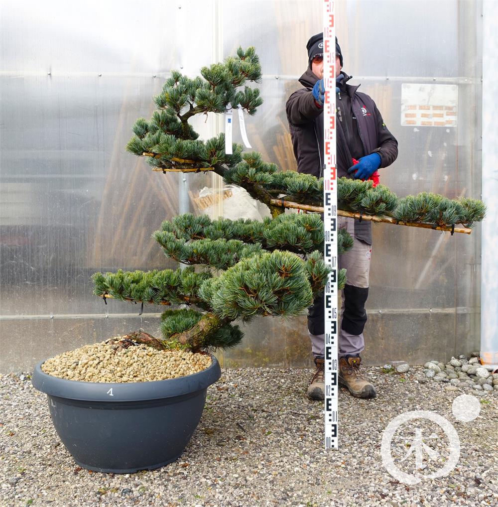 Pinus parviflora Bonsaiform