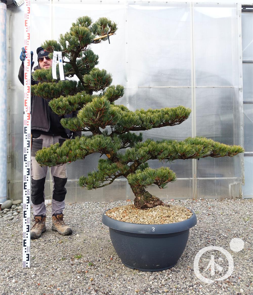 Pinus parviflora Bonsaiform