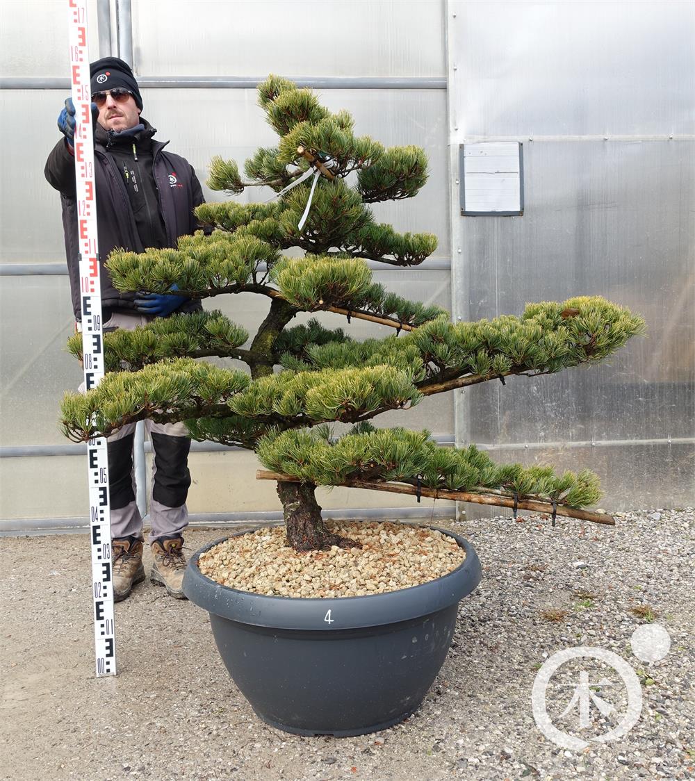 Pinus parviflora Bonsaiform