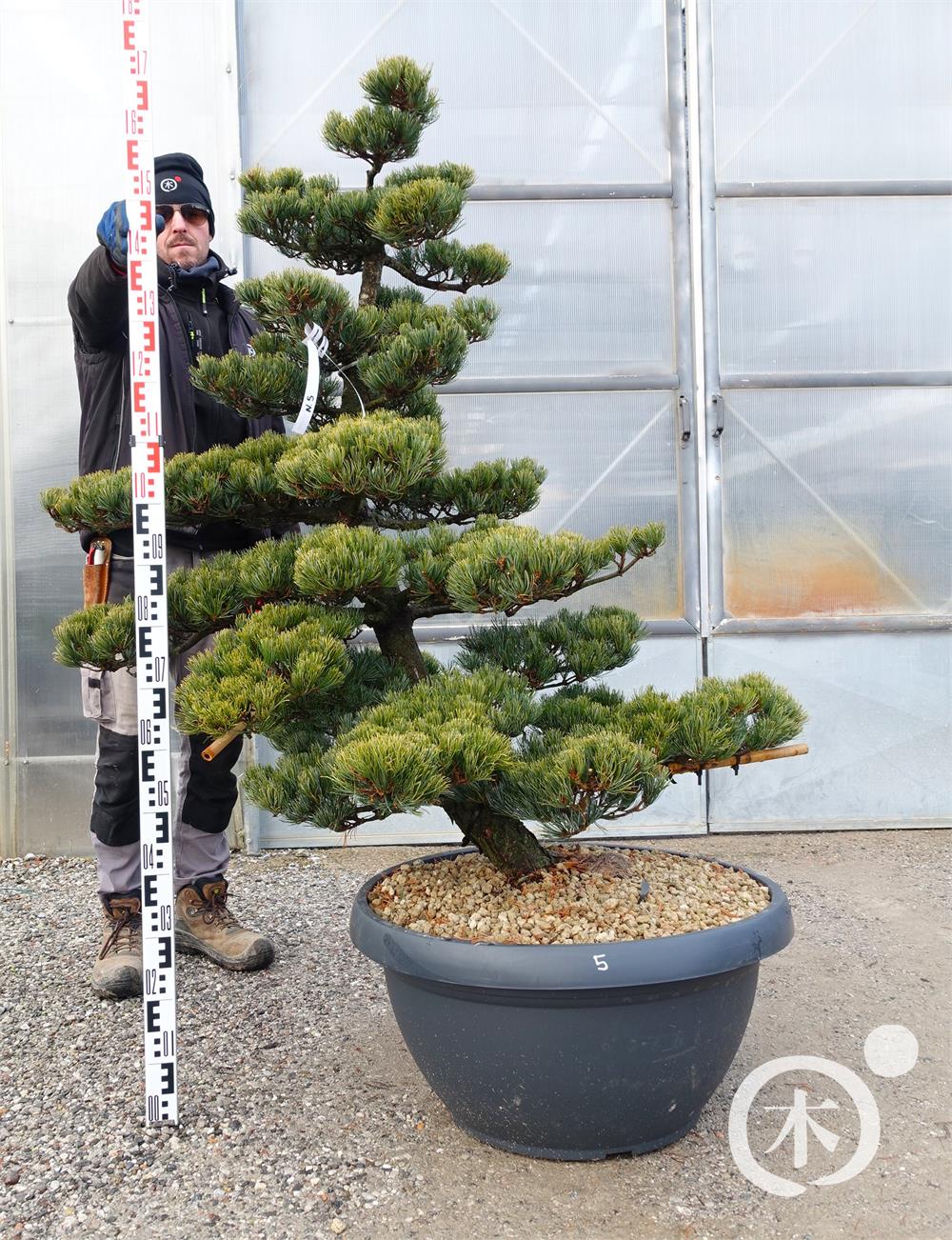 Pinus parviflora Bonsaiform