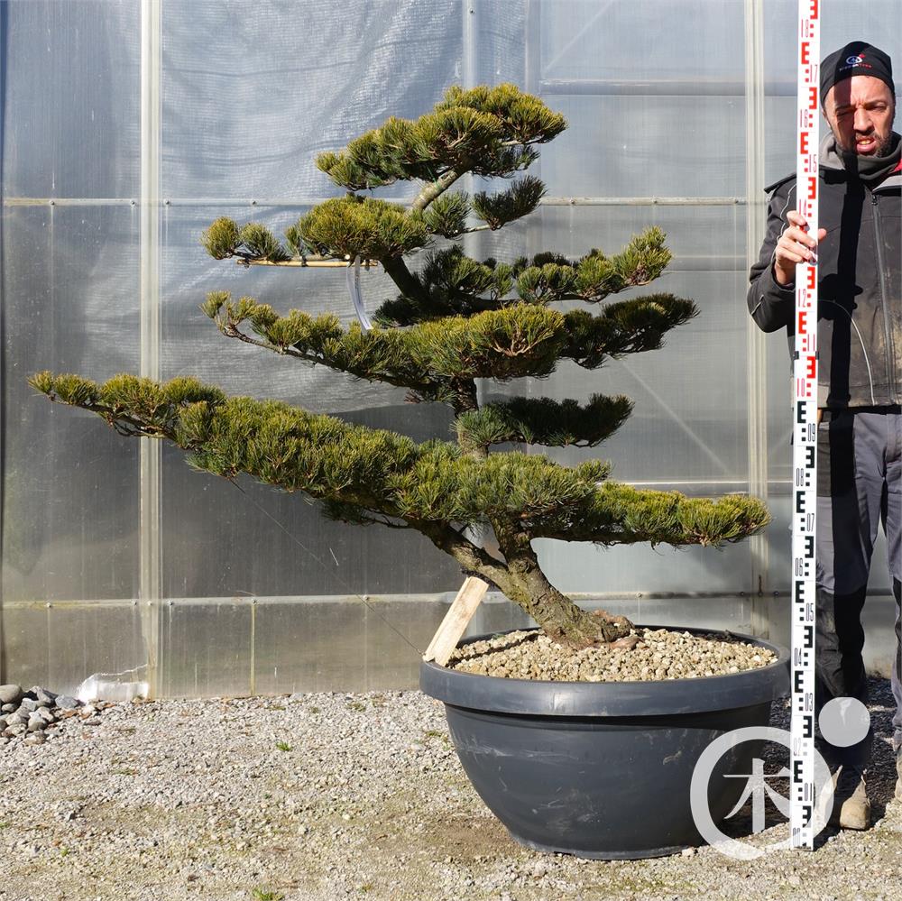 Pinus parviflora Bonsaiform