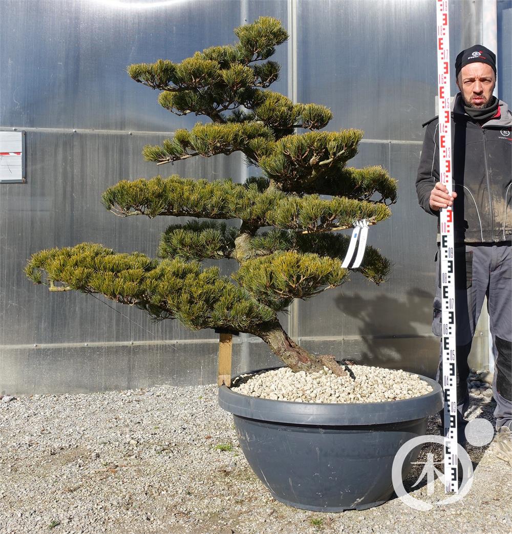 Pinus parviflora Bonsaiform
