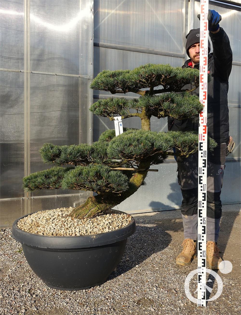 Pinus parviflora Bonsaiform
