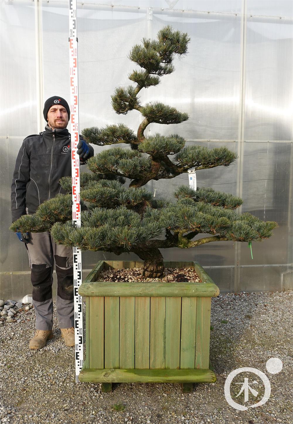 Pinus parviflora Bonsaiform
