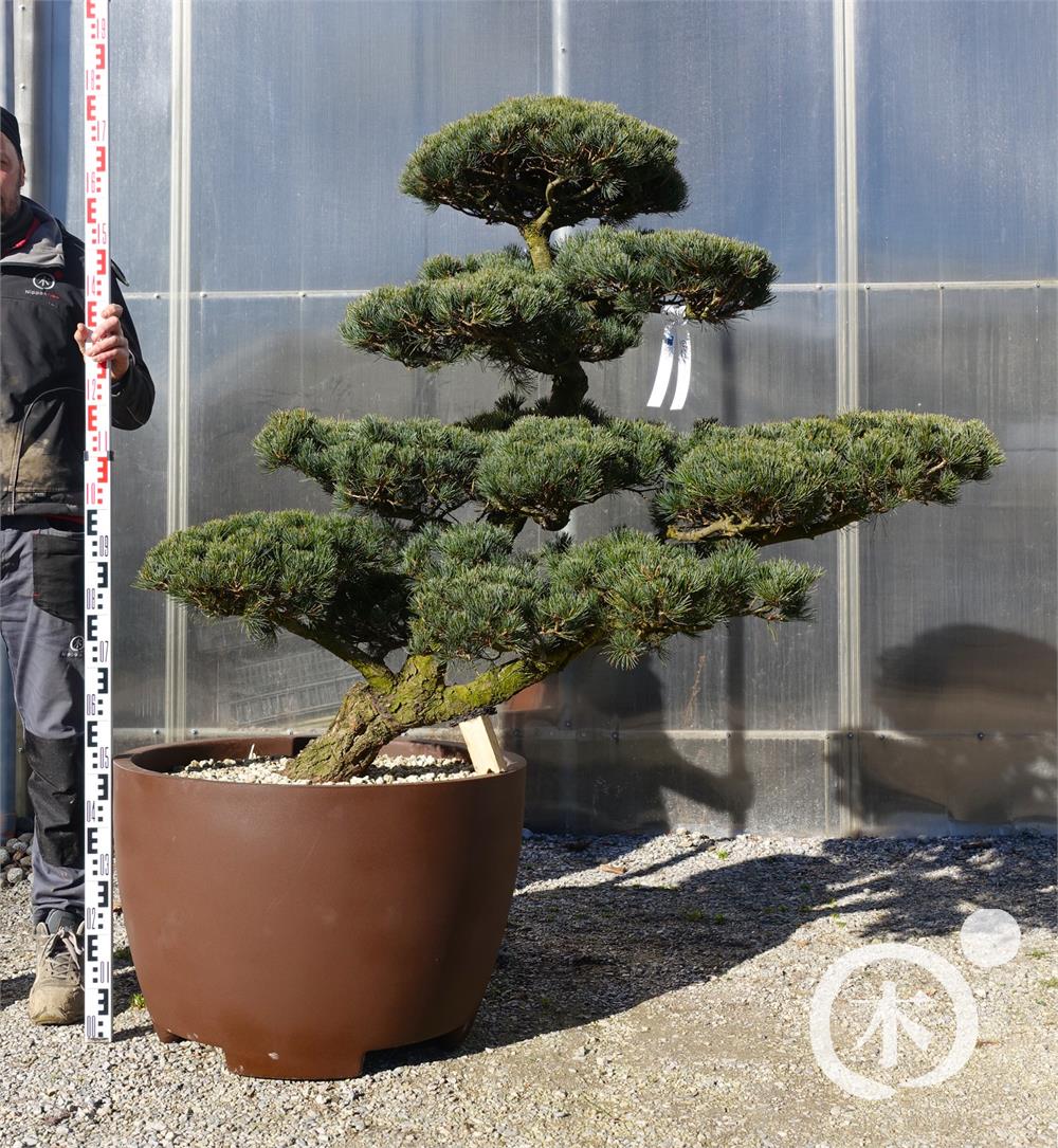 Pinus parviflora Bonsaiform