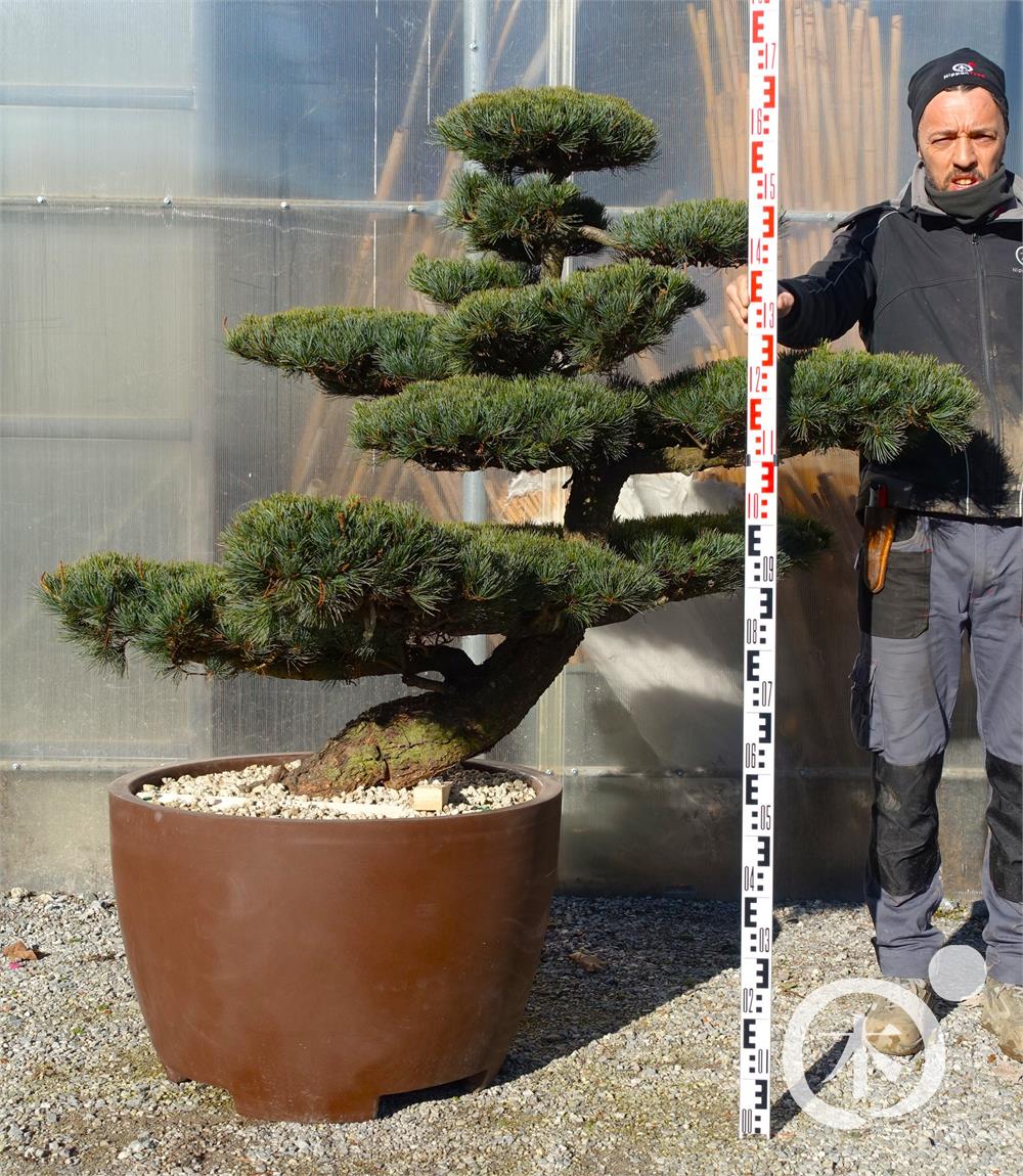 Pinus parviflora Bonsaiform