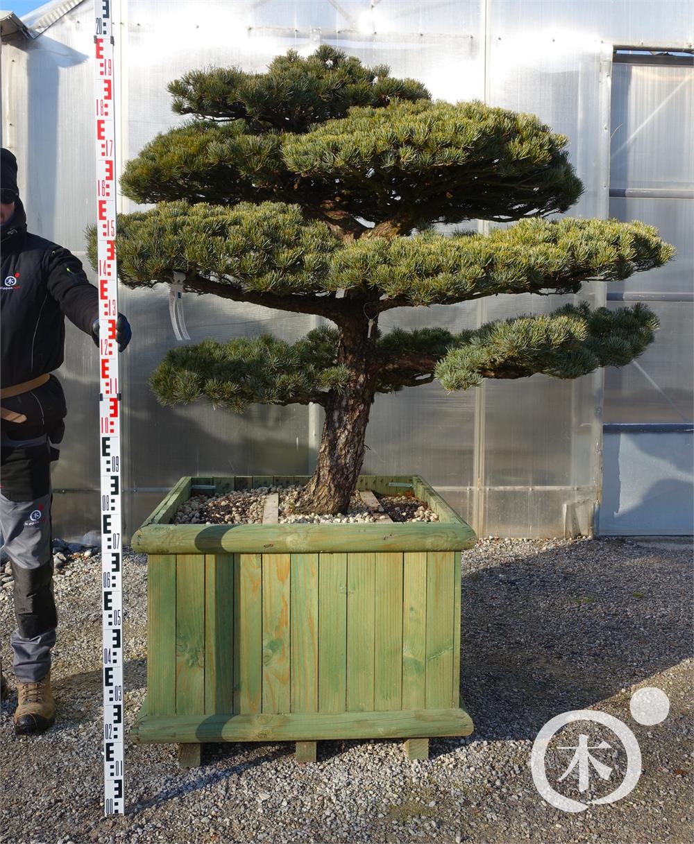 Pinus parviflora Bonsaiform