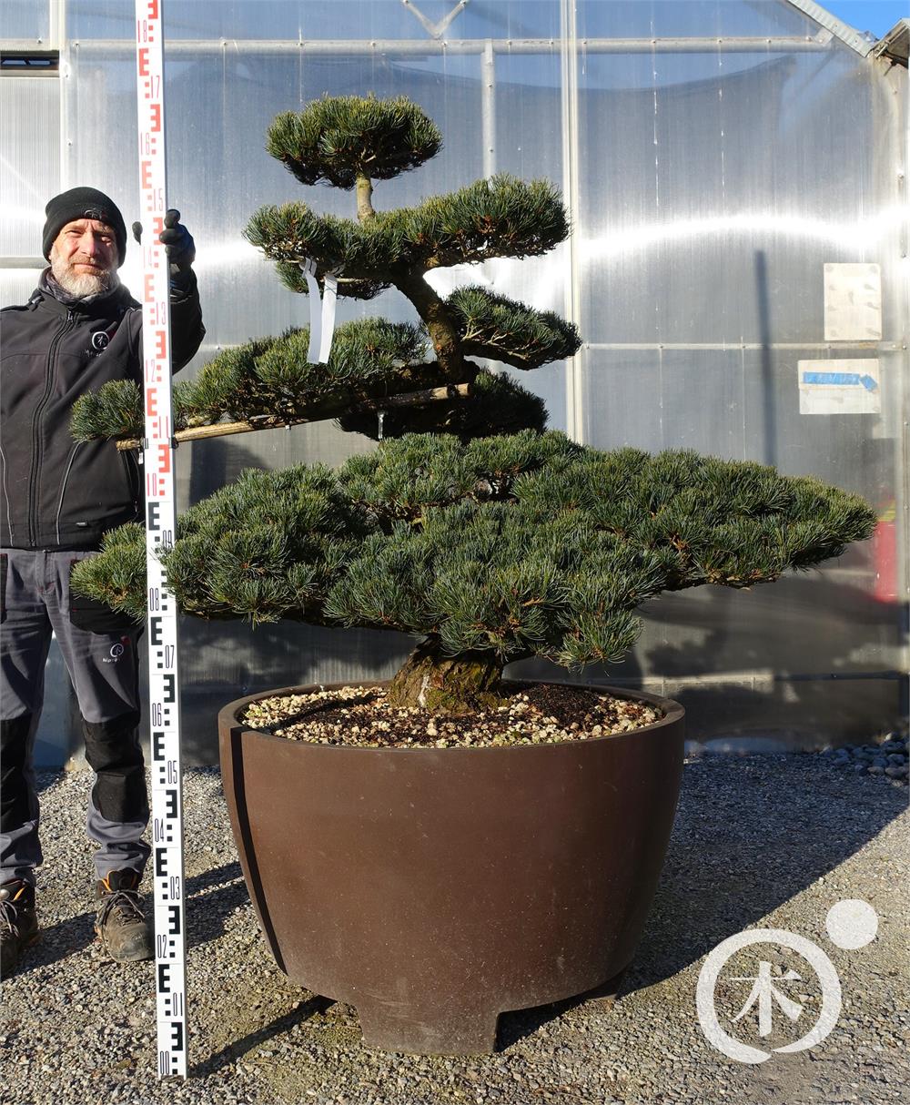 Pinus parviflora Bonsaiform