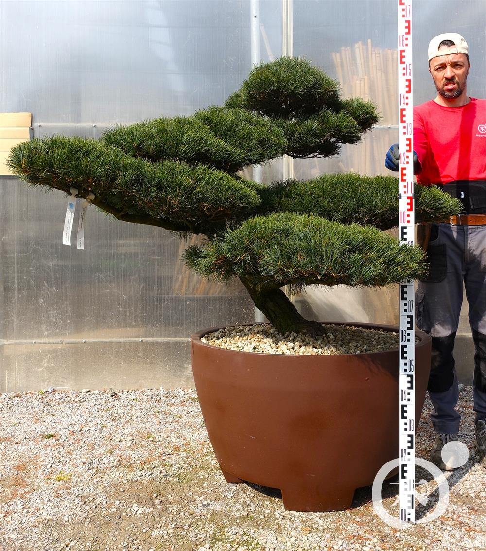 Pinus parviflora Bonsaiform