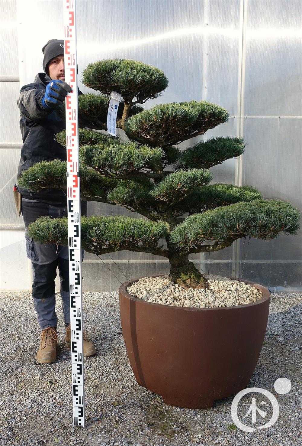 Pinus parviflora Bonsaiform