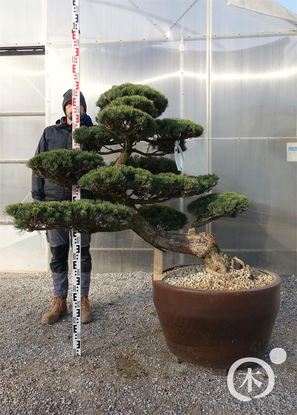 Pinus parviflora Bonsaiform