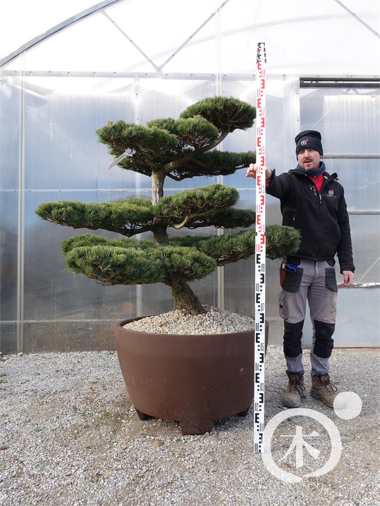 Pinus parviflora Bonsaiform