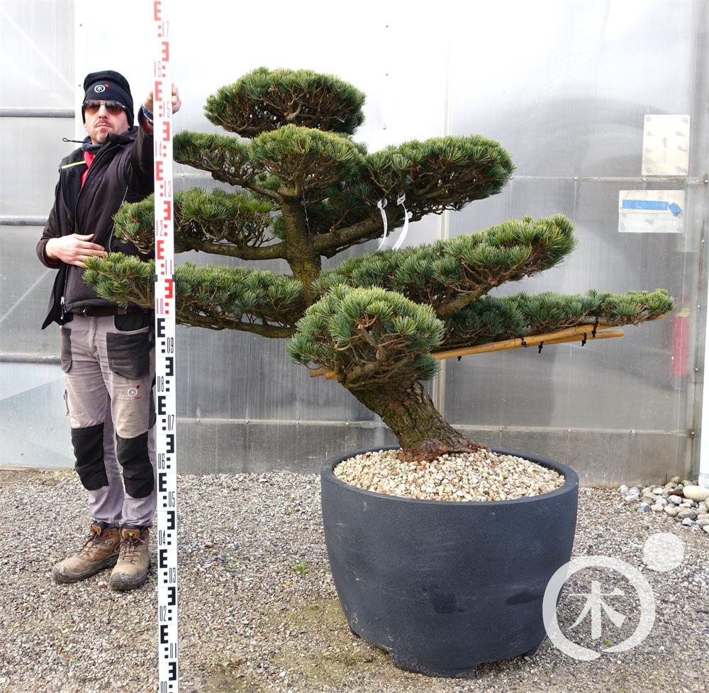 Pinus parviflora Bonsaiform