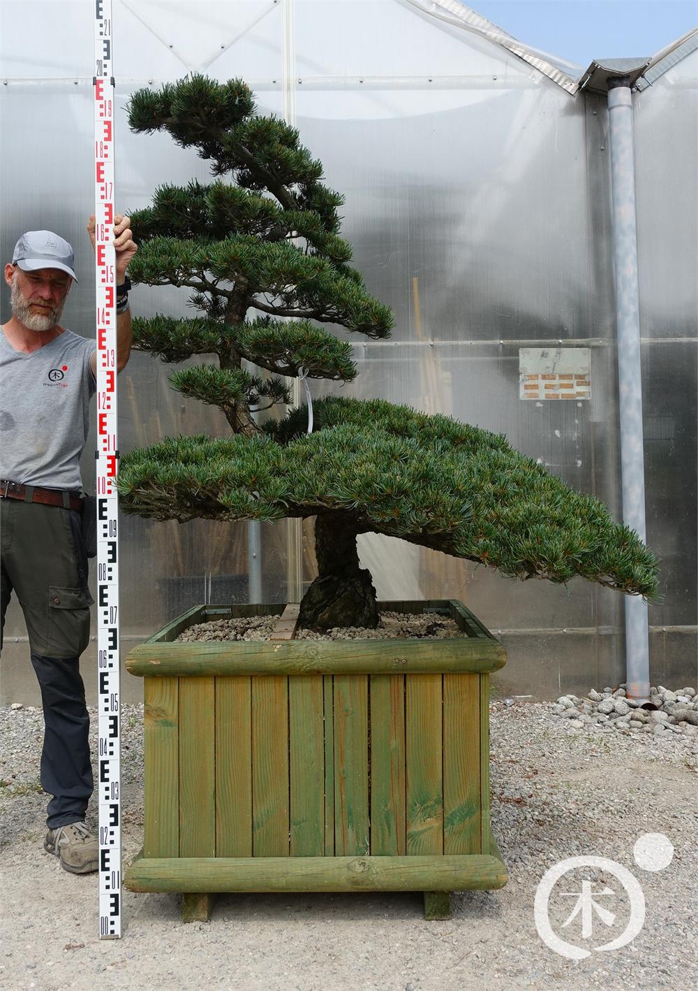 Pinus parviflora Bonsaiform