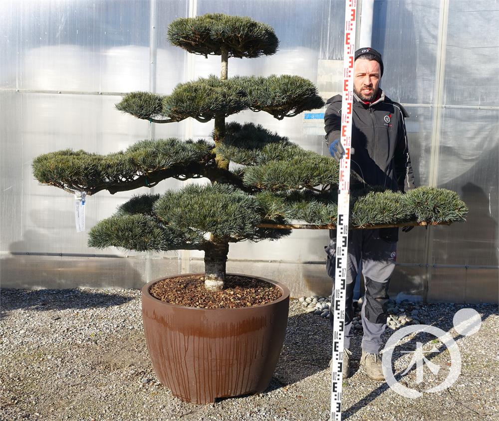 Pinus parviflora Bonsaiform