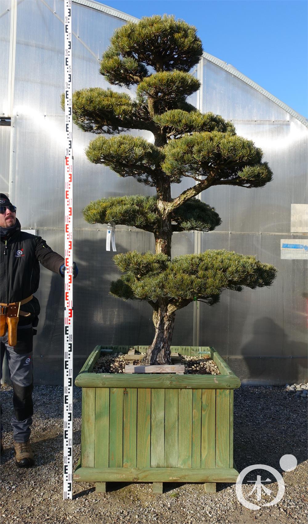 Pinus parviflora Bonsaiform