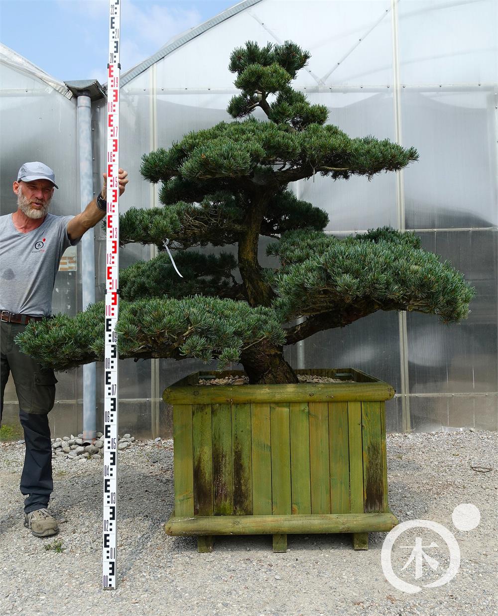 Pinus parviflora Bonsaiform