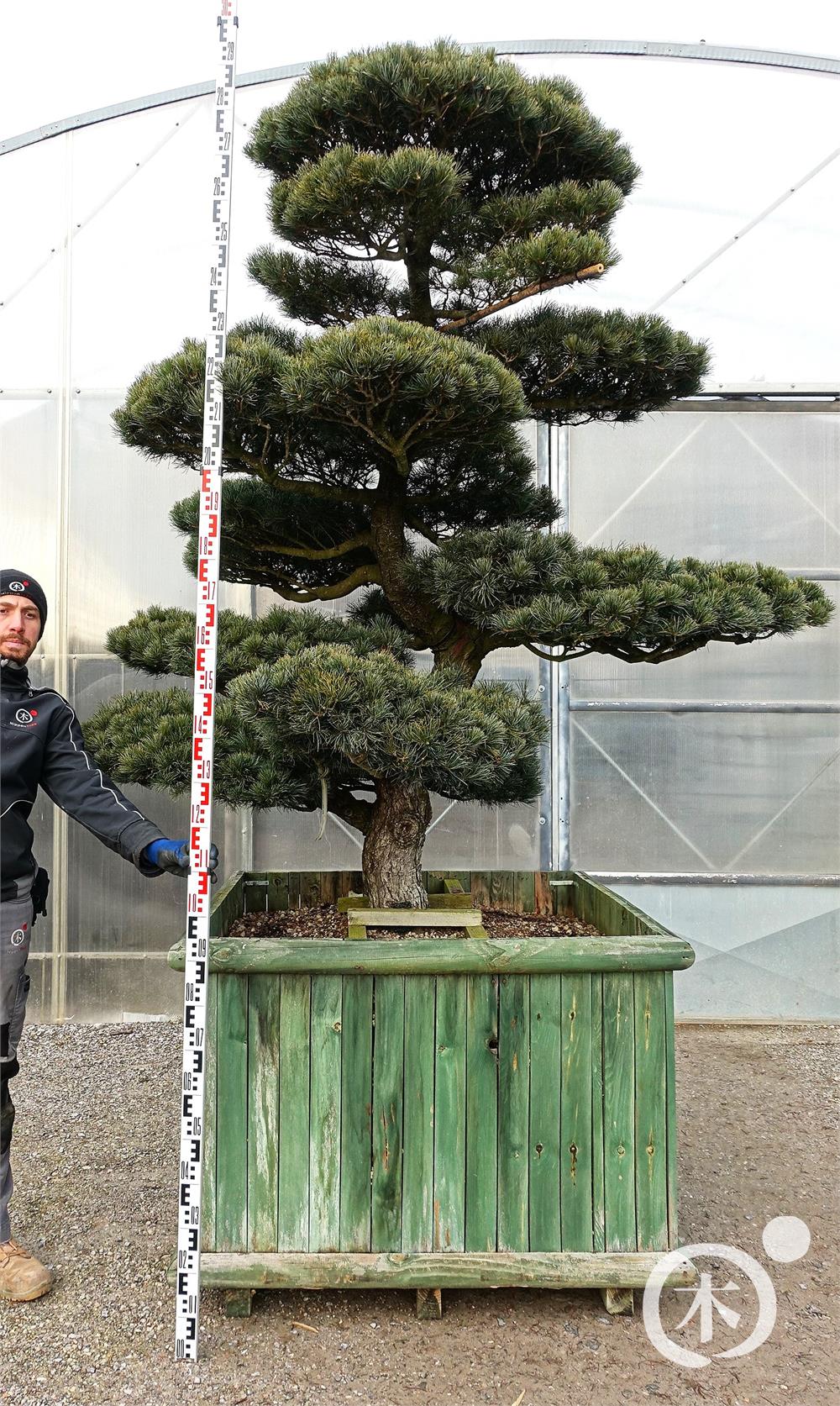 Pinus parviflora Bonsaiform