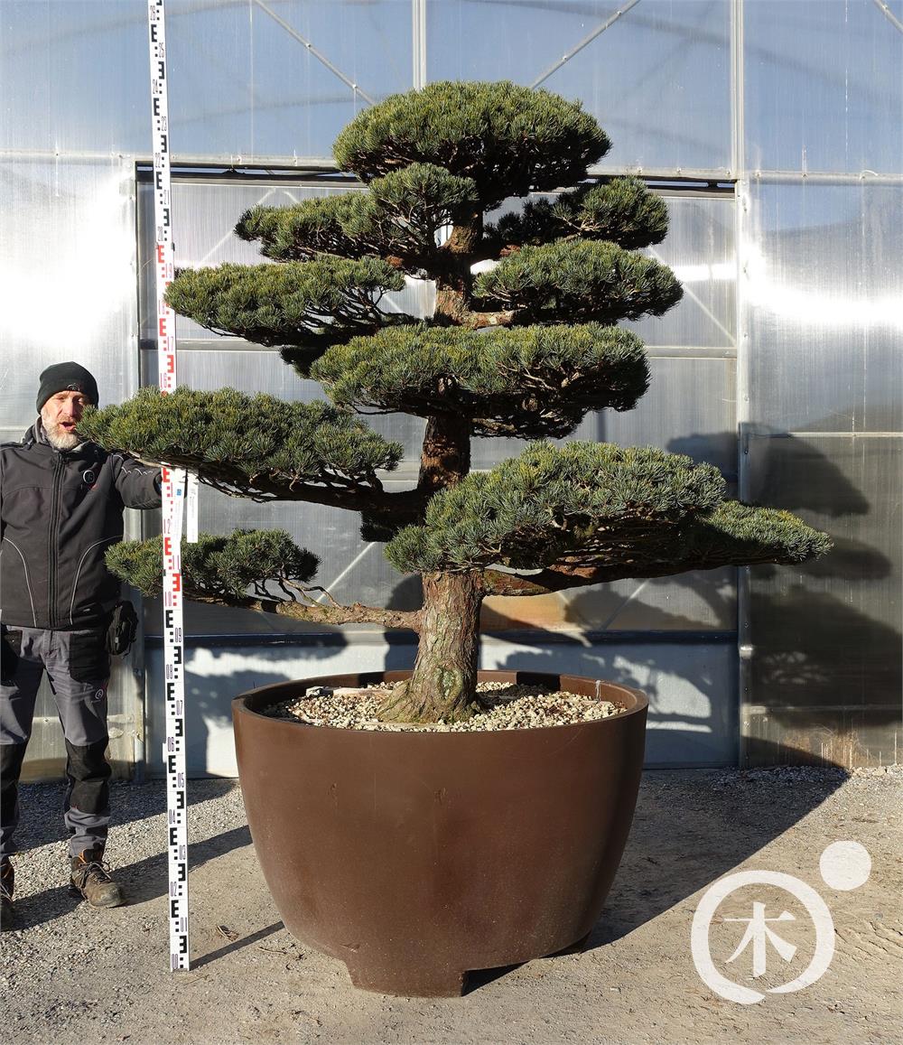 Pinus parviflora Bonsaiform