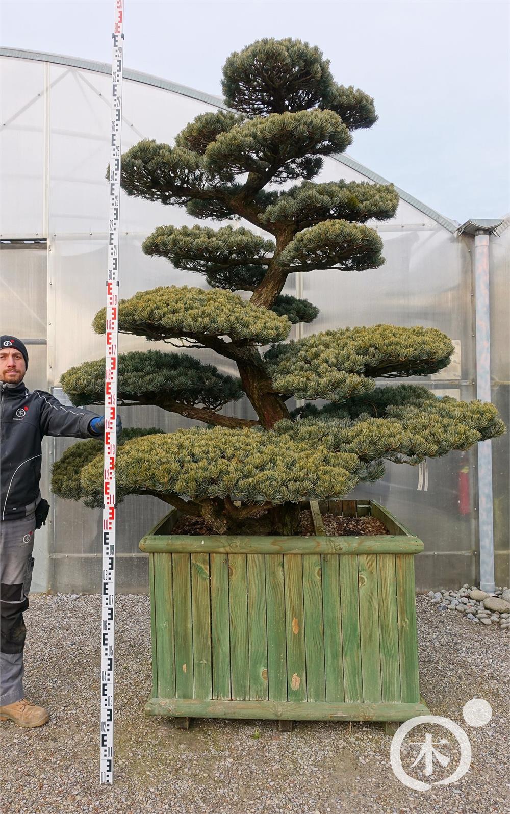 Pinus parviflora Bonsaiform