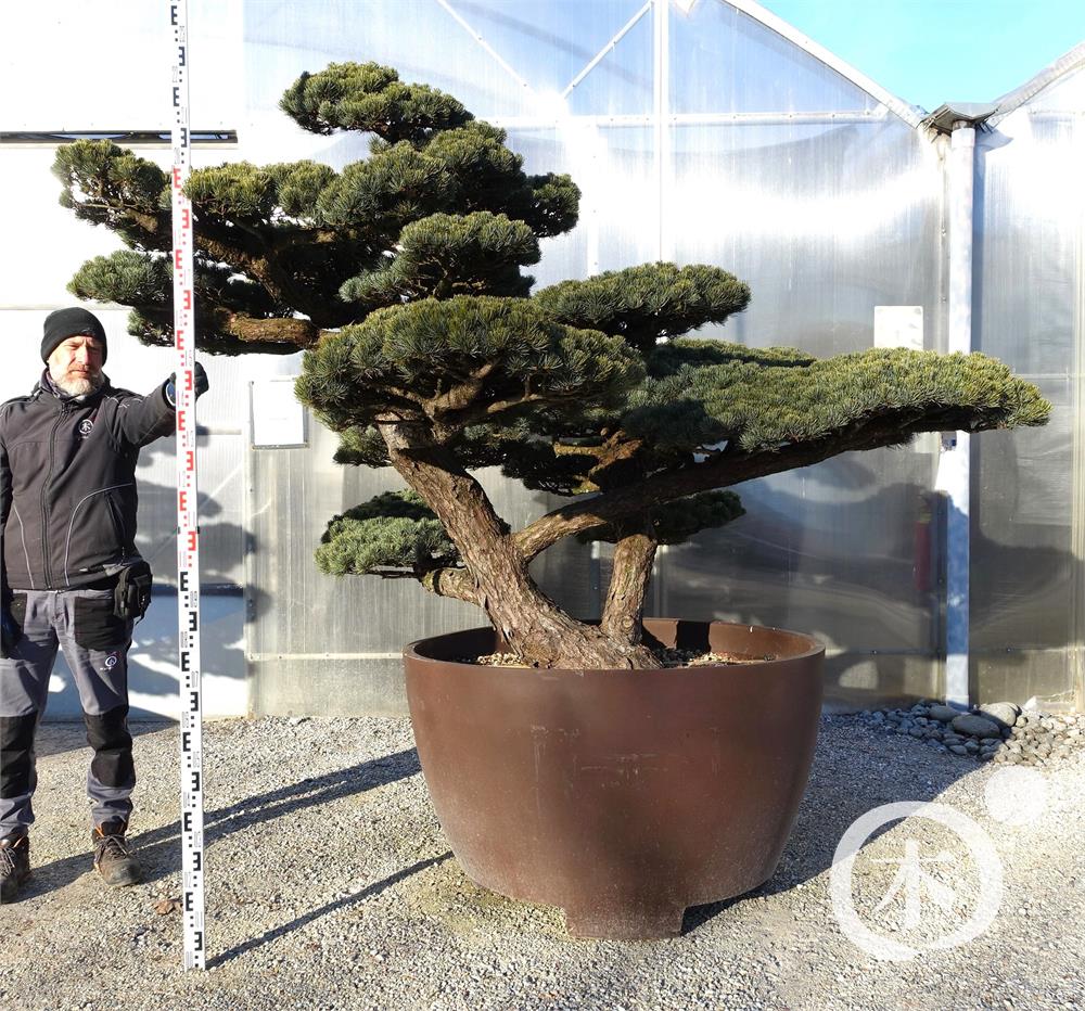 Pinus parviflora Bonsaiform