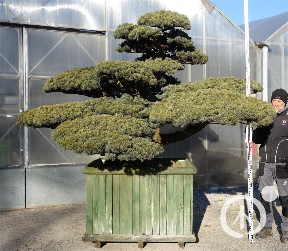 Pinus parviflora Bonsaiform