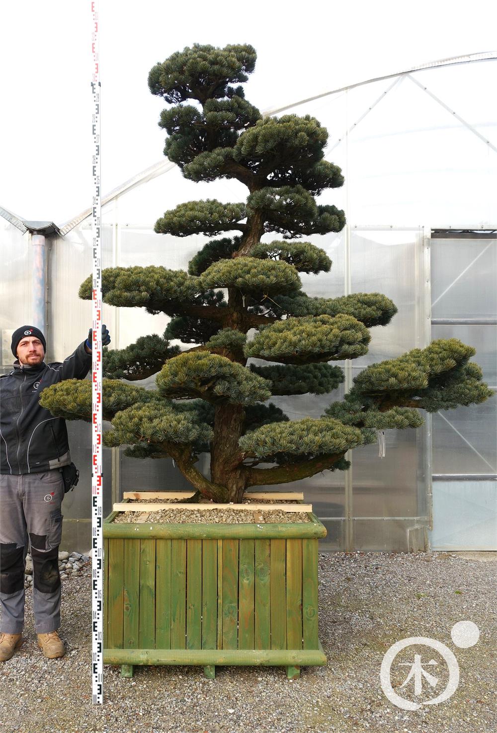 Pinus parviflora Bonsaiform
