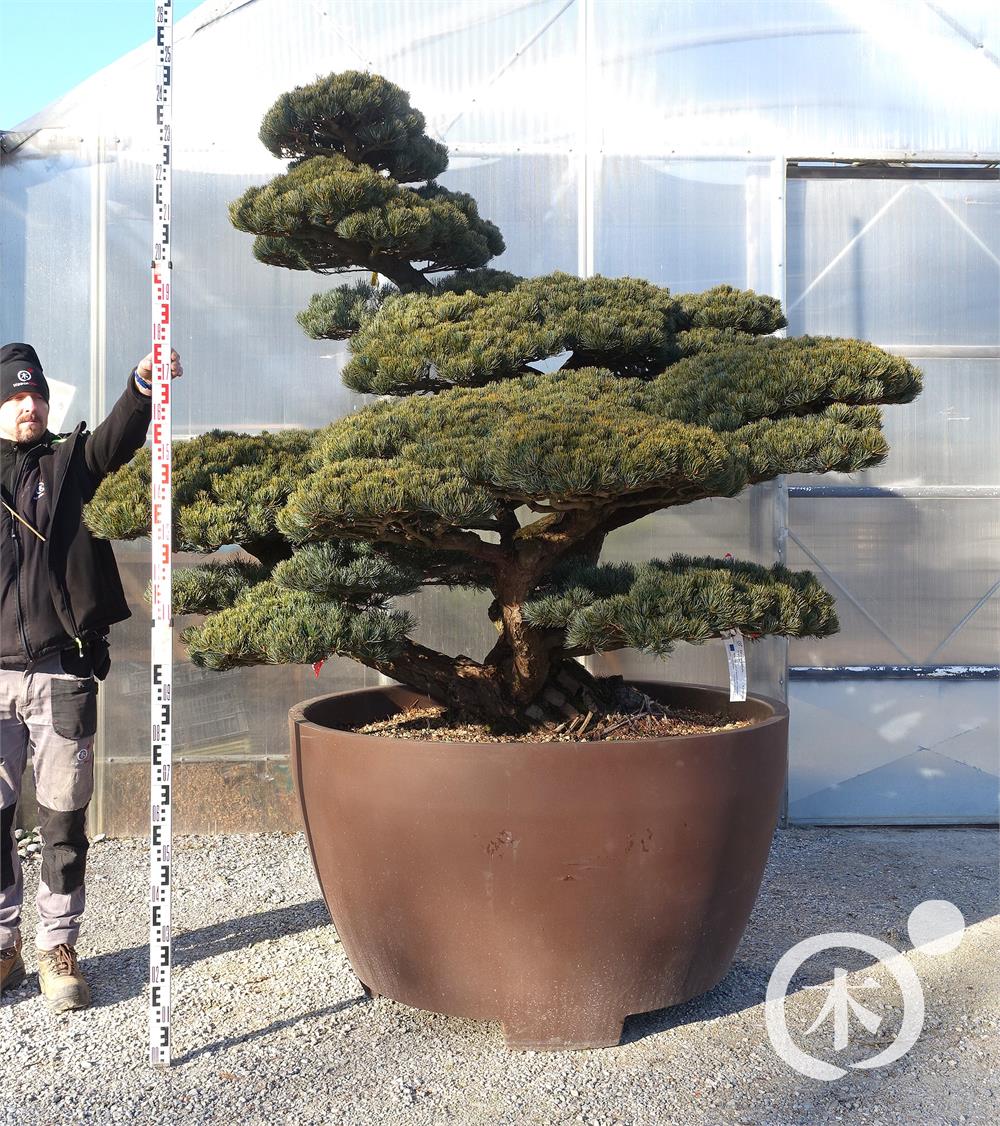 Pinus parviflora Bonsaiform