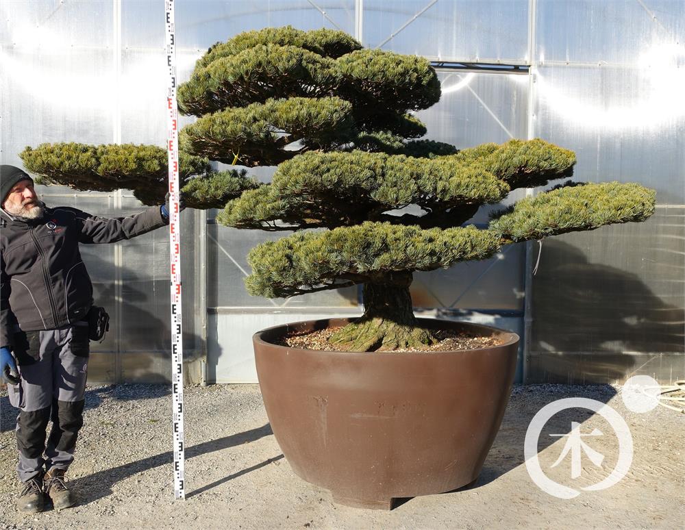 Pinus parviflora Bonsaiform