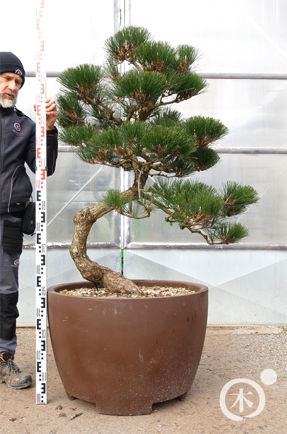 Pinus thunbergii Bonsai