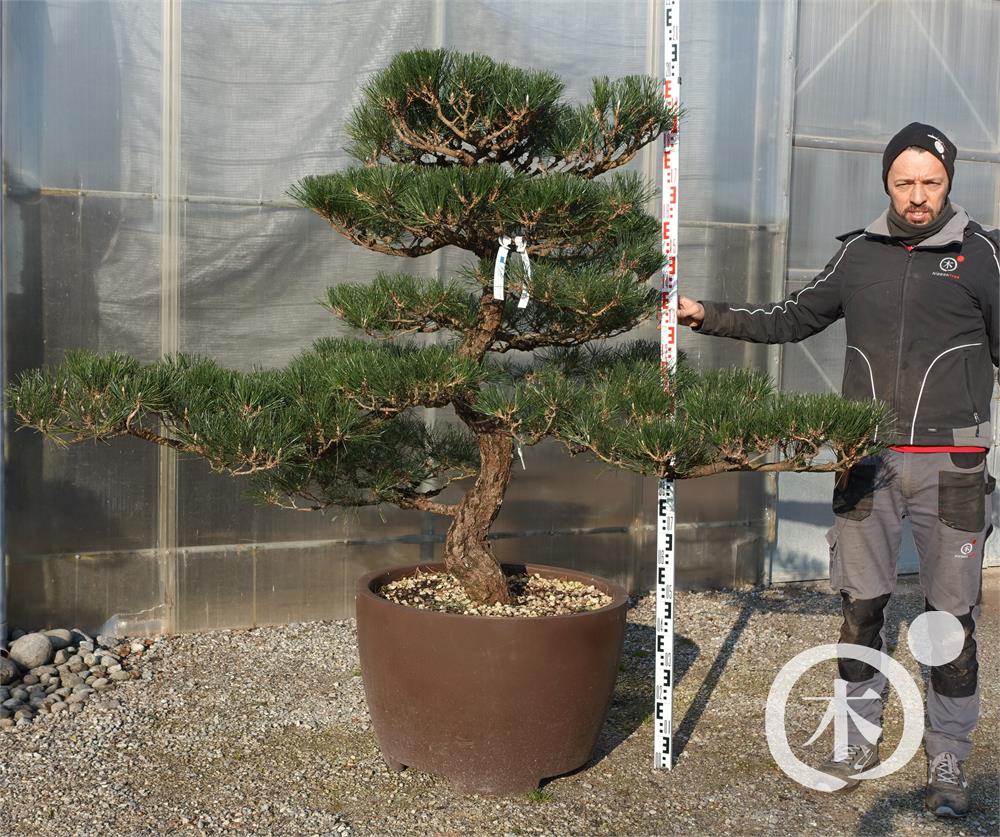 Pinus thunbergii Bonsai