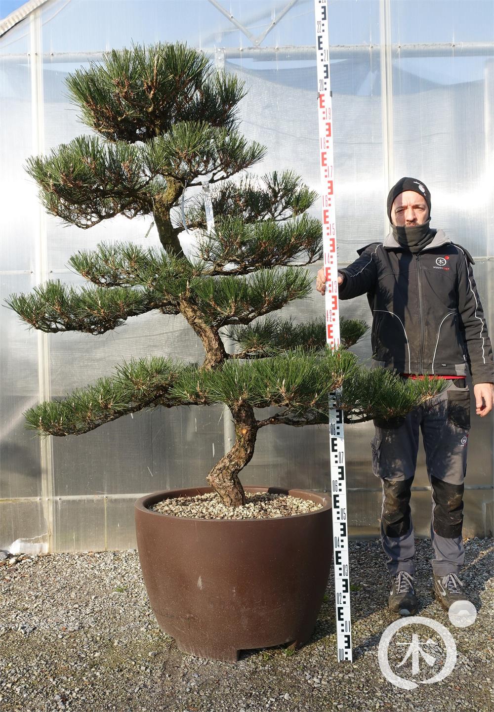 Pinus thunbergii Bonsai