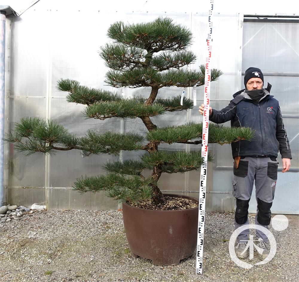 Pinus thunbergii Bonsai
